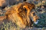 TANZANIA - Serengeti National Park - Leoni Lions - 49